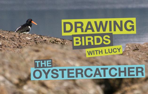 Draw oystercatcher screen shot