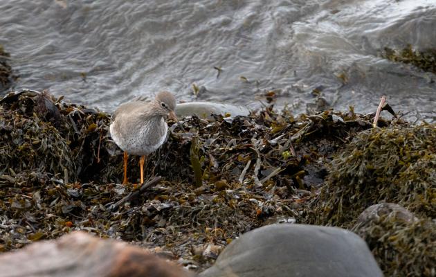 redshank amongst the seaweed