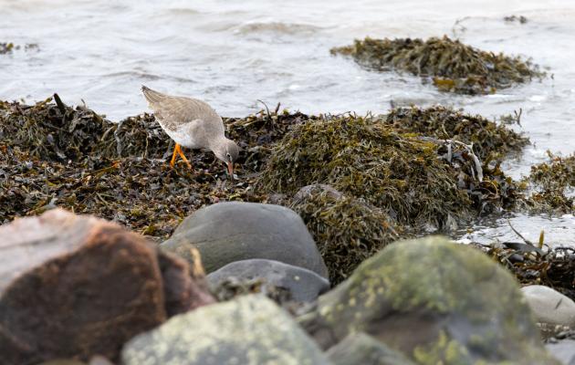 photo of redshank amongst the seaweed