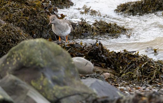 redshank amongst the seaweed