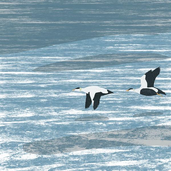image of eider ducks card