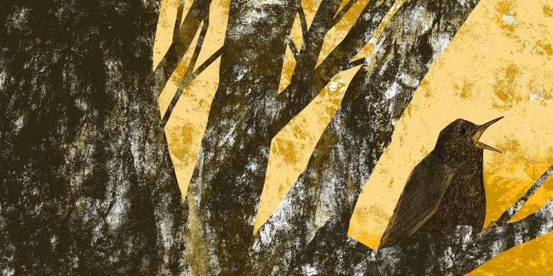 image of song thrush print