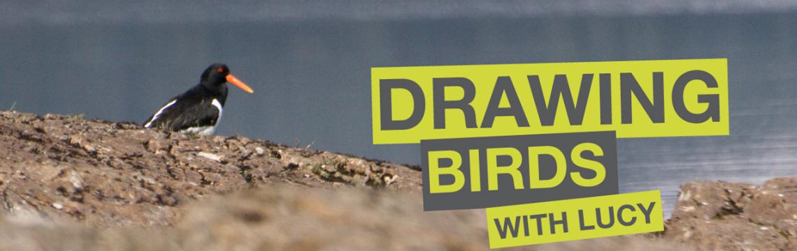 Draw oystercatcher screen shot