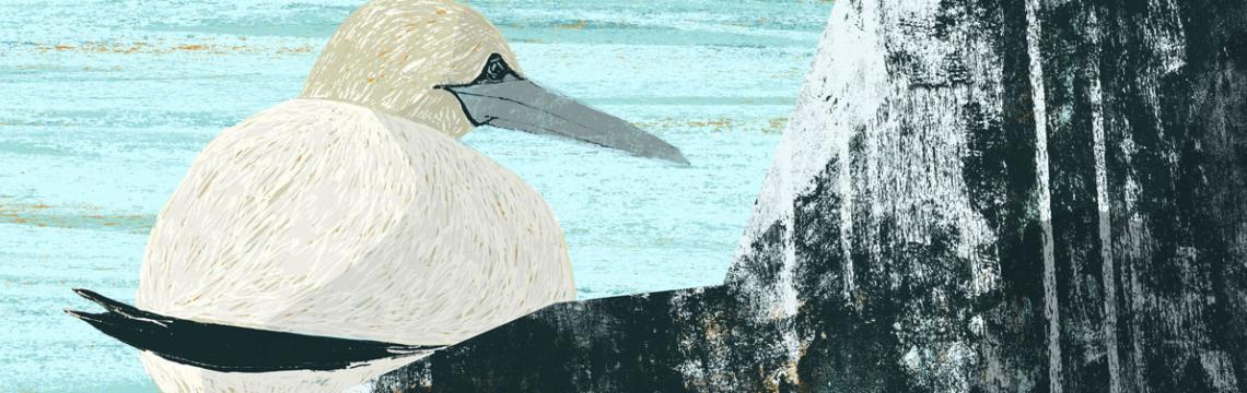 picture of gannet sitting on a rock