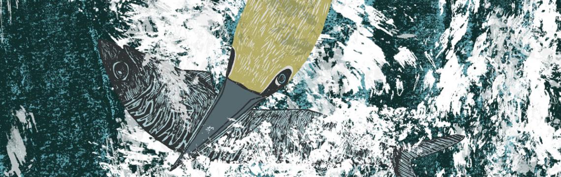 picture of gannet and fish