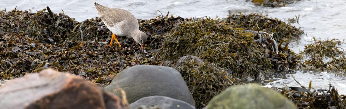 photo of redshank amongst the seaweed