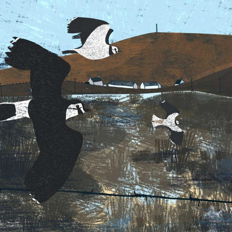 image of orkney lapwings print