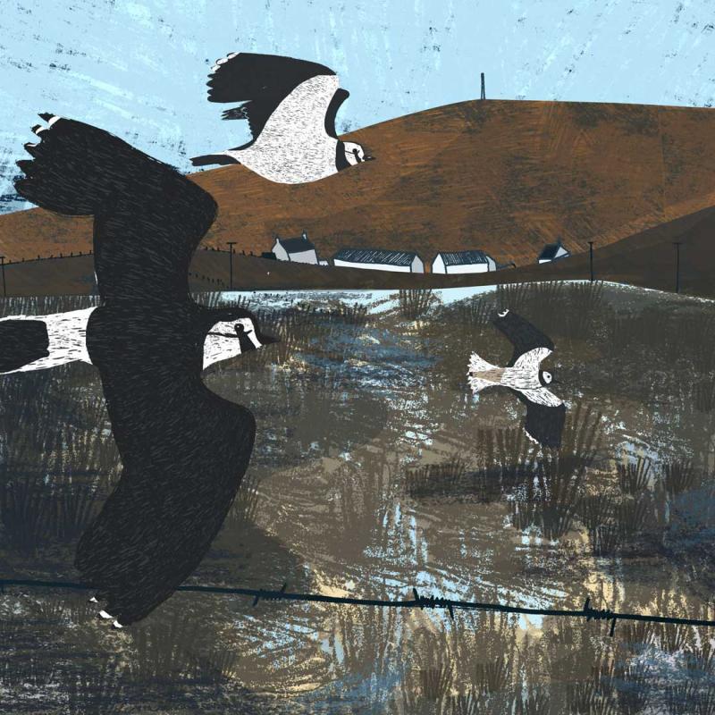 image of orkney lapwings print