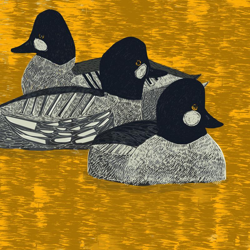 picture of three goldeneye ducks